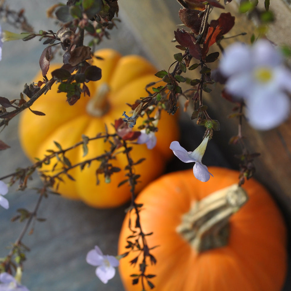Fall flowers and pumpkins